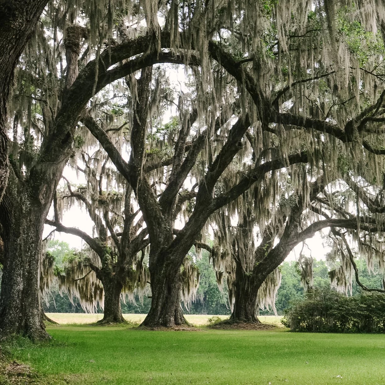 Cotton-Hall-8x10-1-1