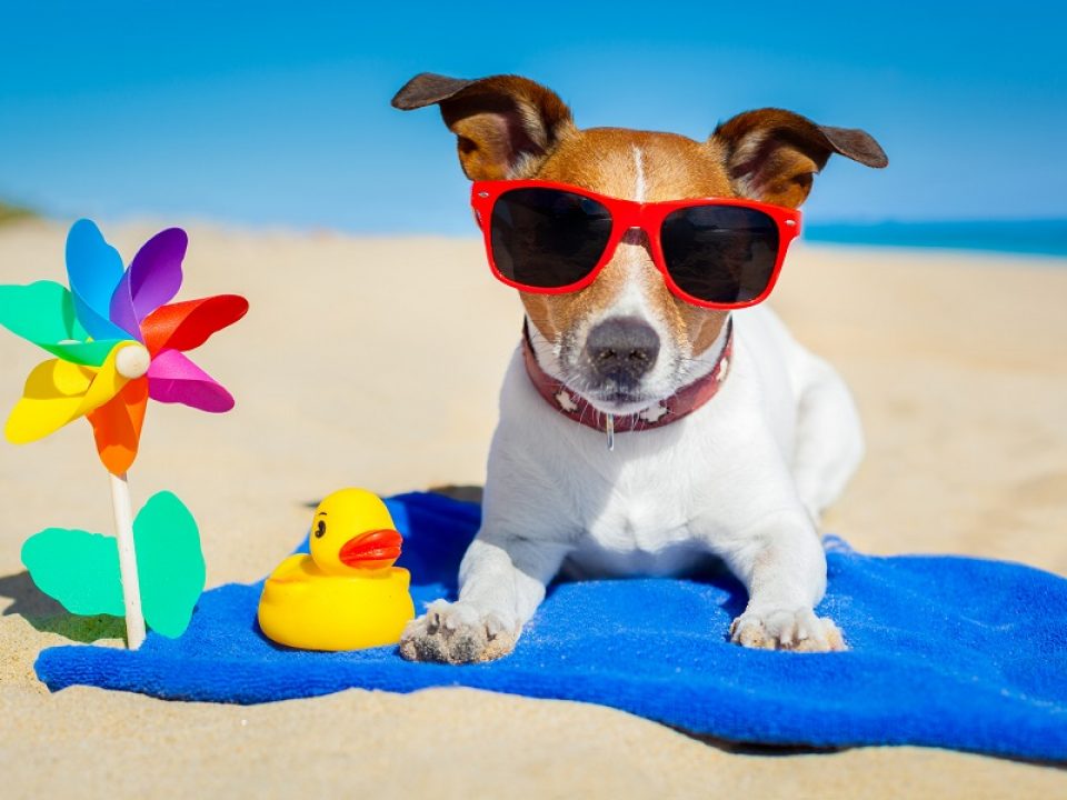 puppy on beach wearing sunglasses