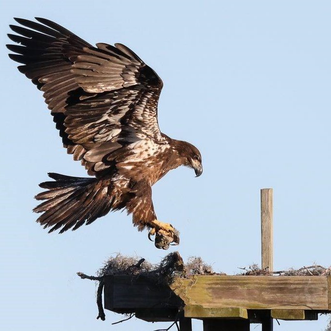 Young-bald-Eagle-Natalie-Chapman-1024x683square