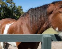 Horse Riding