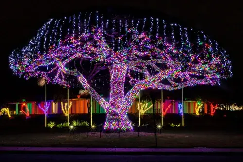 Large live oak tree wrapped in colorful holiday lights at night