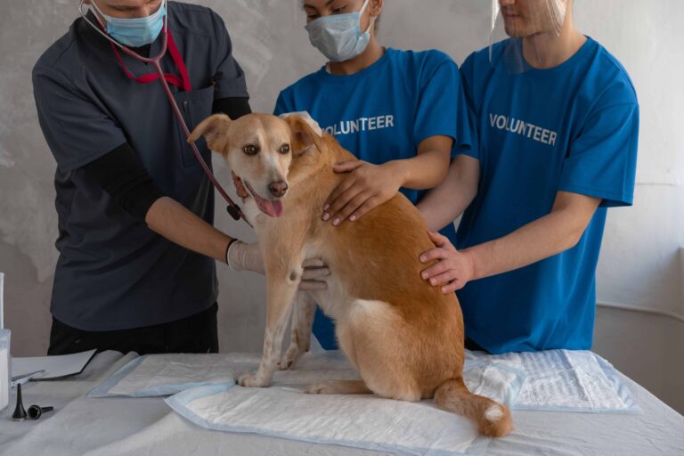 A veterinarian and two volunteers examining a dog at an animal clinic